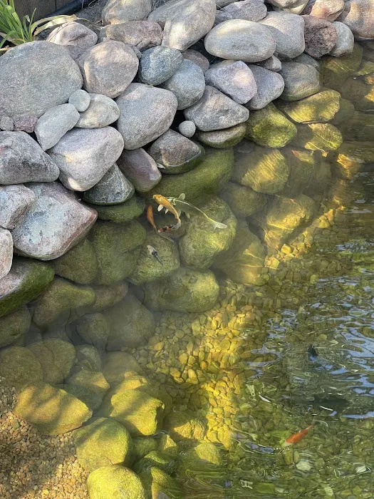 Mile High Koi Picture 6