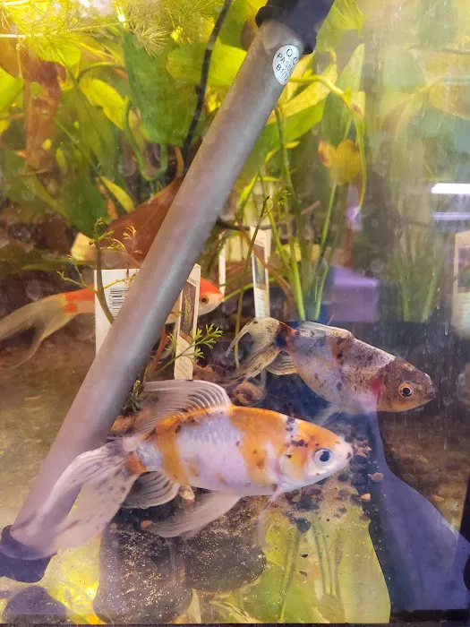 Mile High Koi Picture 5