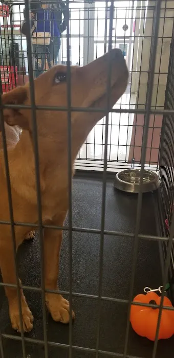 Petco Picture 3