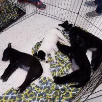 Petco ico