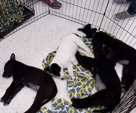 Petco