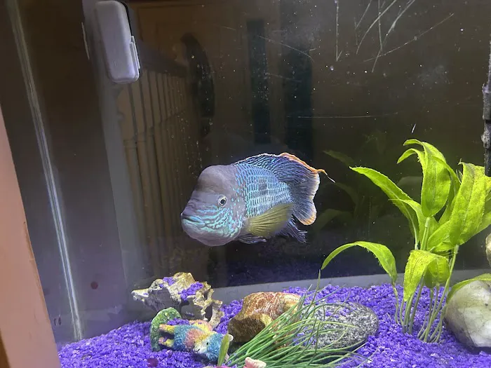All Seas Aquarium Service Picture 1