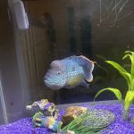 All Seas Aquarium Service