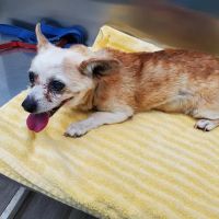 Amberwood Veterinary Hospital ico