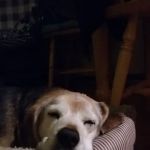 Barking Dog Beer Bones