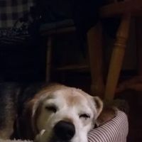 Barking Dog Beer Bones ico