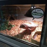 Feeder Frenzy Reptiles ico