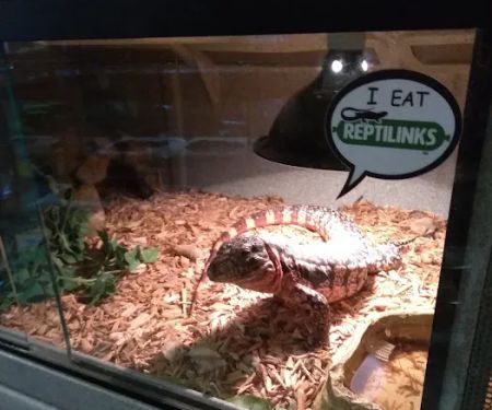 Feeder Frenzy Reptiles