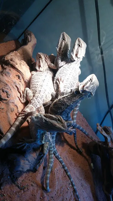 Feeder Frenzy Reptiles Picture 3