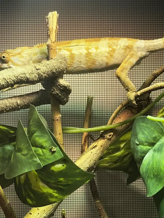 Feeder Frenzy Reptiles Picture 5
