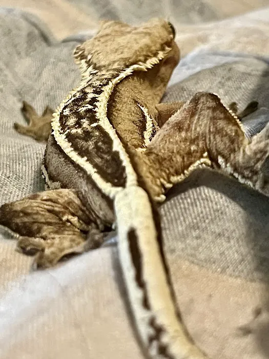 Feeder Frenzy Reptiles Picture 9