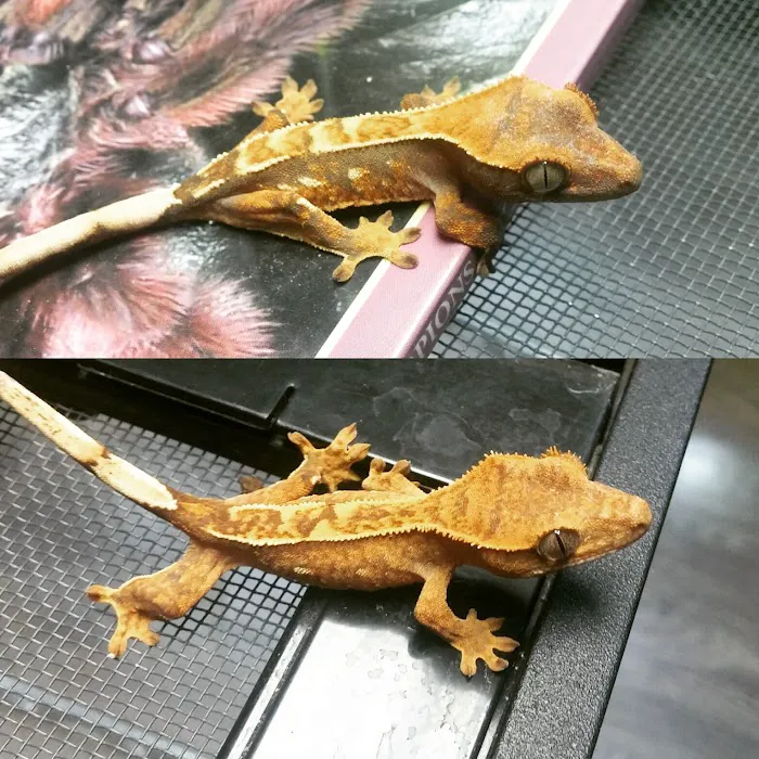 Feeder Frenzy Reptiles Picture 10
