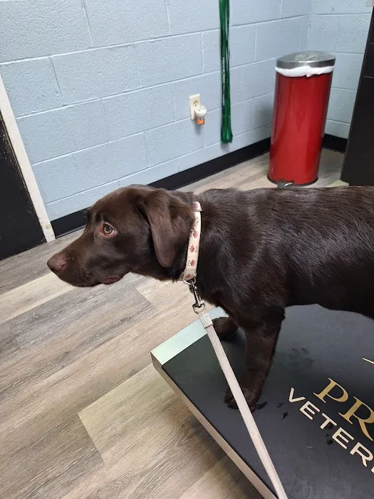 Culpeper Animal Hospital Picture 7