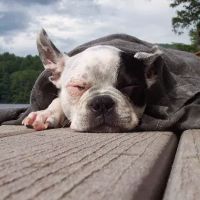 Culpeper Animal Hospital ico