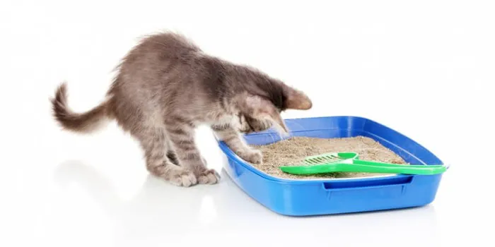 Pets N' Stuff Picture 4