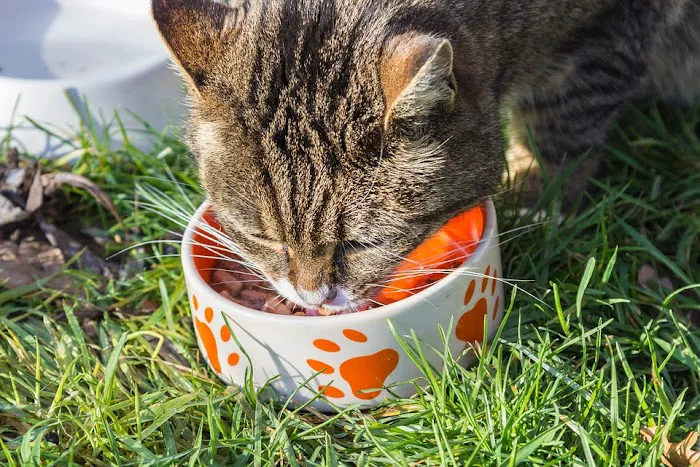Pets N' Stuff Picture 9