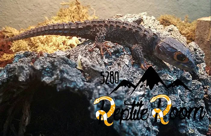 5280 Reptile Room - West Picture 7