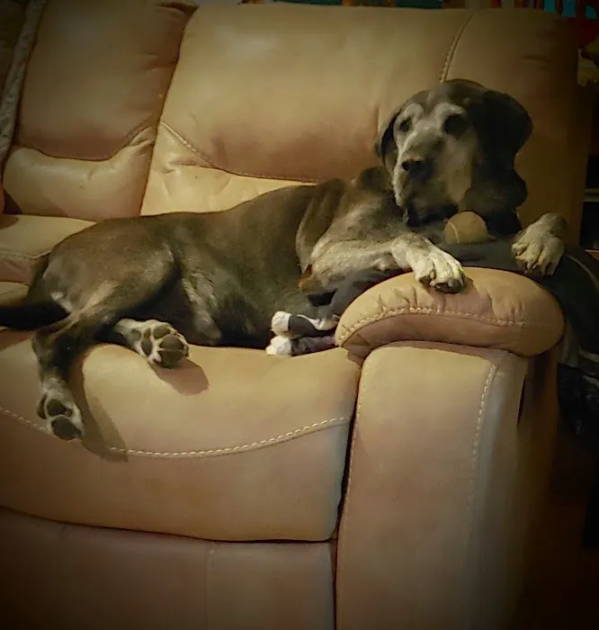 Blue Ridge Animal Hospital Picture 4