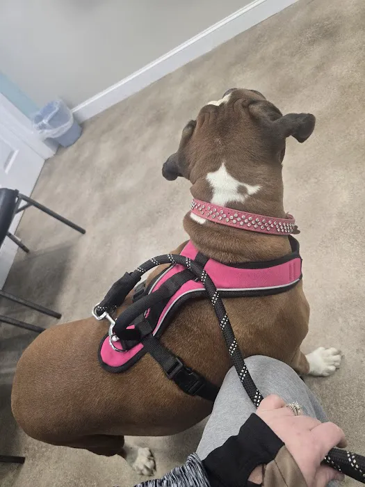 Blue Ridge Animal Hospital Picture 5