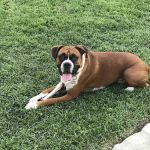 Blue Ridge Animal Hospital