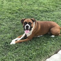Blue Ridge Animal Hospital ico