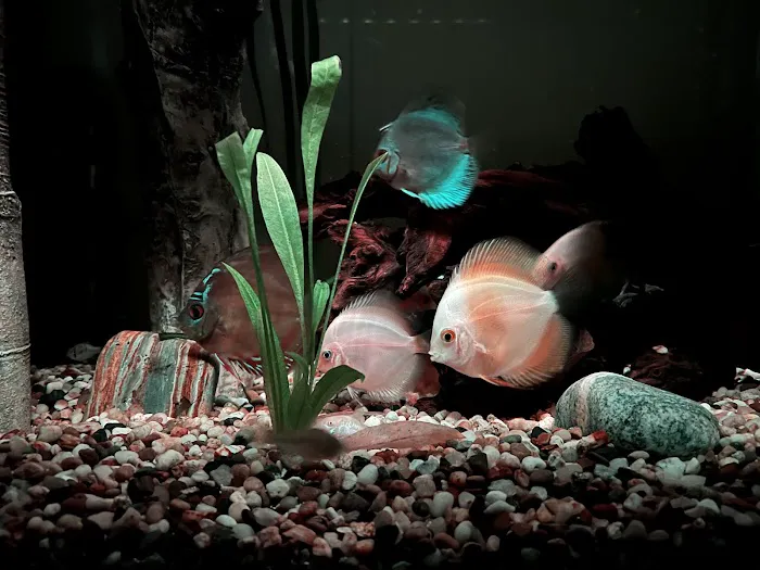 DenCOdiscus.com Picture 3