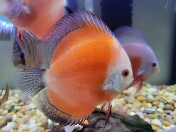 DenCOdiscus.com Picture 7