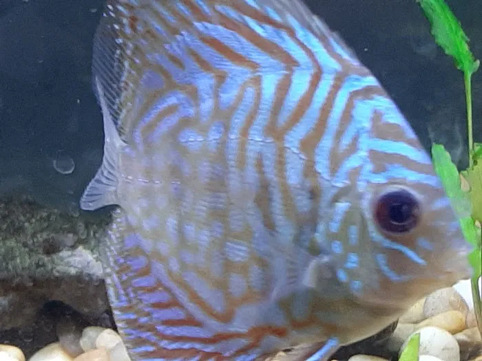 DenCOdiscus.com Picture 6