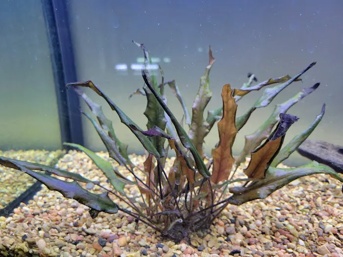 DenCOdiscus.com Picture 9