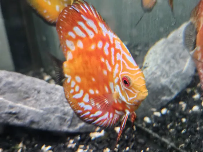 DenCOdiscus.com Picture 1