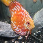 DenCOdiscus.com