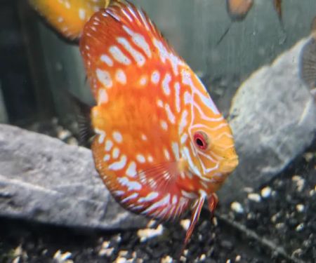 DenCOdiscus.com