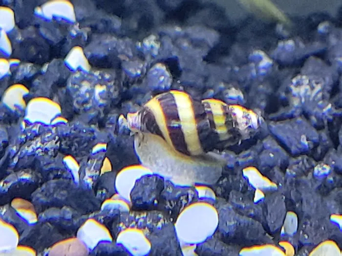 DenCOdiscus.com Picture 8