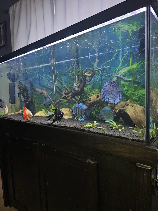 DenCOdiscus.com Picture 4