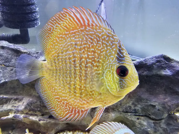 DenCOdiscus.com Picture 5