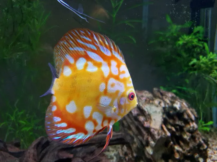 DenCOdiscus.com Picture 2