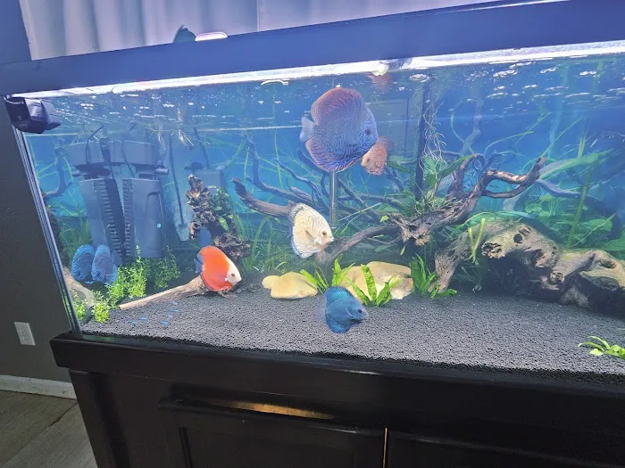 DenCOdiscus.com Picture 10