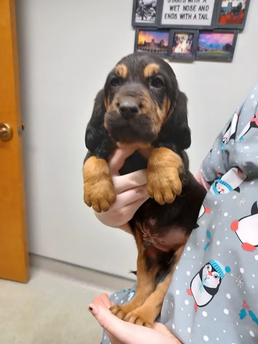 Blue Mountain Animal Clinic Picture 1