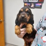 Blue Mountain Animal Clinic