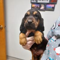 Blue Mountain Animal Clinic ico