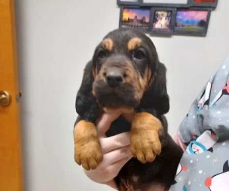Blue Mountain Animal Clinic