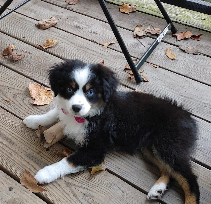Pender Veterinary Centre - Manassas Picture 3