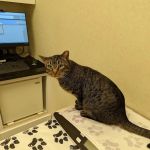 Pender Veterinary Centre - Manassas