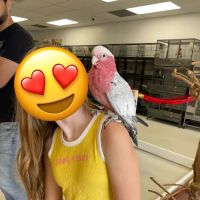 Exotic Bird Ranch II ico