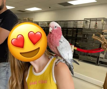 Exotic Bird Ranch II