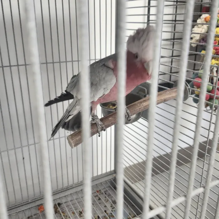 Exotic Bird Ranch II Picture 10