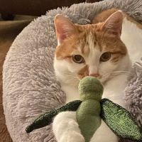 Seven Bends Veterinary Hospital ico