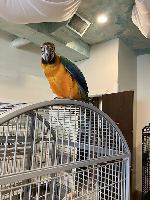 Exotic Birds of Denver (BEST main bird shop) Picture 6