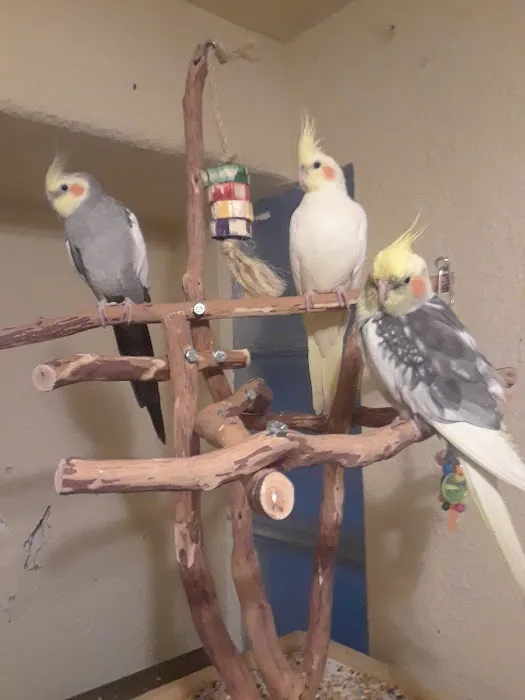 Exotic Birds of Denver (BEST main bird shop) Picture 4