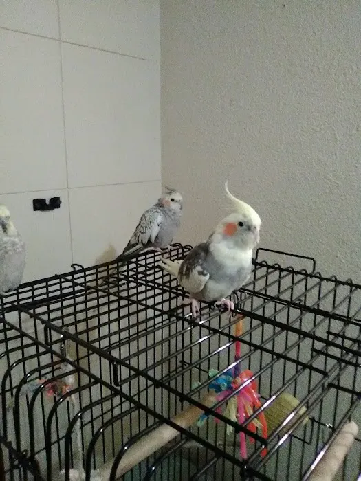 Exotic Birds of Denver (BEST main bird shop) Picture 8